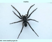 especies-de-aranhas-encontradas-no-brasil-1