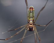 especies-de-aranhas-encontradas-no-brasil-2