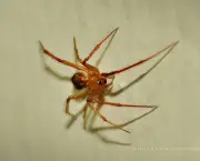 especies-de-aranhas-encontradas-no-brasil-3