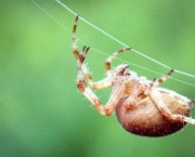 especies-de-aranhas-encontradas-no-brasil-4