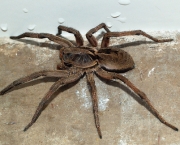 especies-de-aranhas-encontradas-no-brasil-5
