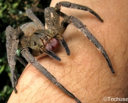 especies-de-aranhas-encontradas-no-brasil-6