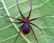 especies-de-aranhas-encontradas-no-brasil-7