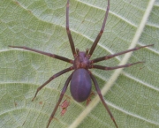 especies-de-aranhas-encontradas-no-brasil-8