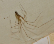 especies-de-aranhas-encontradas-no-brasil-9