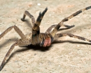 especies-de-aranhas-encontradas-no-brasil-10