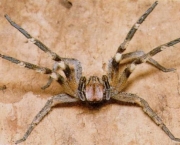 especies-de-aranhas-encontradas-no-brasil-11