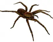 especies-de-aranhas-encontradas-no-brasil-12