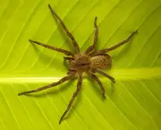 especies-de-aranhas-encontradas-no-brasil-13