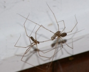 especies-de-aranhas-encontradas-no-brasil-14