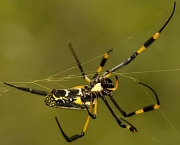 especies-de-aranhas-encontradas-no-brasil-15