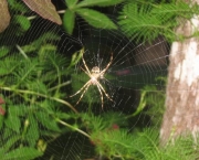 especies-de-aranhas-encontradas-no-brasil-16