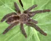 especies-de-aranhas-encontradas-no-brasil-17
