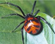 especies-de-aranhas-encontradas-no-brasil-18