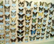 especies-de-borboleta-famosas-ao-redor-do-mundo-11