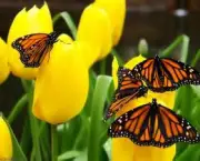 especies-de-borboleta-famosas-ao-redor-do-mundo-12