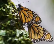 especies-de-borboleta-famosas-ao-redor-do-mundo-13