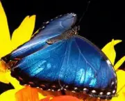 especies-de-borboleta-famosas-ao-redor-do-mundo-15