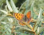 especies-de-borboleta-famosas-ao-redor-do-mundo-16
