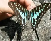 especies-de-borboleta-famosas-ao-redor-do-mundo-17