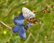 especies-de-borboleta-famosas-ao-redor-do-mundo-18