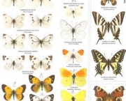 especies-de-borboleta-famosas-ao-redor-do-mundo-1