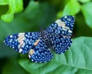 especies-de-borboleta-famosas-ao-redor-do-mundo-2