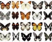 especies-de-borboleta-famosas-ao-redor-do-mundo-3