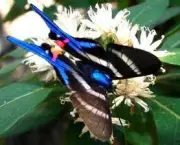 especies-de-borboleta-famosas-ao-redor-do-mundo-4