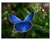 especies-de-borboleta-famosas-ao-redor-do-mundo-5