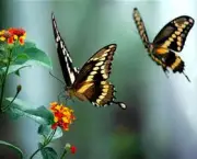 especies-de-borboleta-famosas-ao-redor-do-mundo-6