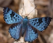 especies-de-borboleta-famosas-ao-redor-do-mundo-8