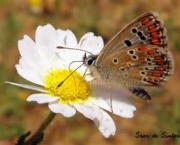 especies-de-borboleta-famosas-ao-redor-do-mundo-9