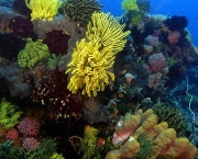 especies-de-corais-tudo-sobre-recifes-1