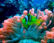especies-de-corais-tudo-sobre-recifes-4