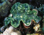 especies-de-corais-tudo-sobre-recifes-5