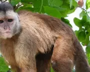 especies-de-primatas-mais-ameacadas-do-mundo-3