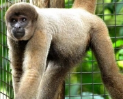 especies-de-primatas-mais-ameacadas-do-mundo-6