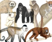 especies-de-primatas-mais-ameacadas-do-mundo-7