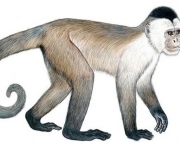 especies-de-primatas-mais-ameacadas-do-mundo-8