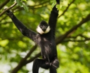 especies-de-primatas-mais-ameacadas-do-mundo-9