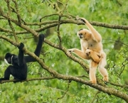 especies-de-primatas-mais-ameacadas-do-mundo-4