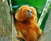 especies-de-primatas-mais-ameacadas-do-mundo-7