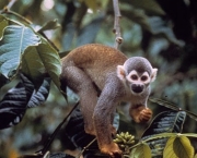 especies-de-primatas-mais-ameacadas-do-mundo-9