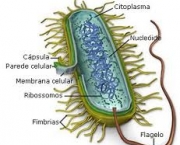 estrutura-das-bacterias-2