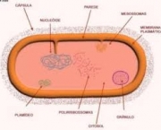 estrutura-das-bacterias-3