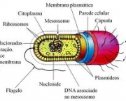 estrutura-das-bacterias-5