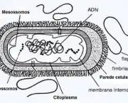 estrutura-das-bacterias-6