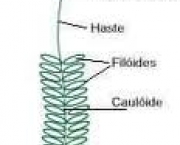 estrutura-das-pteridofitas-1