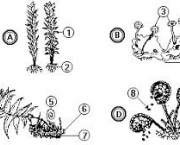 estrutura-das-pteridofitas-2